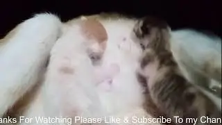 Day in the Life of a Newborn Kitten (First 2 Weeks)