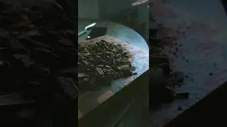 Cacao party