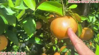 Tham quan vườn quýt hồng Lai Vung, đặc sản những ngày gần Tết 2