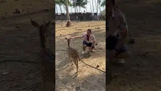 Scary little deer on Ross Island, Andamans #shorts #andaman #cuteanimals