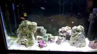 29 Gallon Salt Water Aquarium - Less lights, ChemiClean Blue Changes
