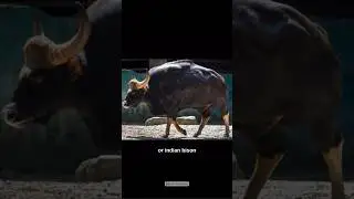 RED-BULL LOGO; ITS REALLY A GAUR FACT