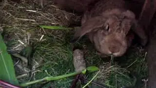 Jak wygląda hodowla królików u mnie🔥 Najważniejsze uwagi😀. Agrovlog#33