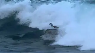 Bigisland Northside 