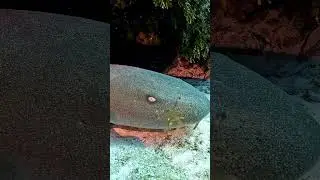 Unbelievable Footage: Inside the Nurse Shark's Tranquil Cave Hideaway