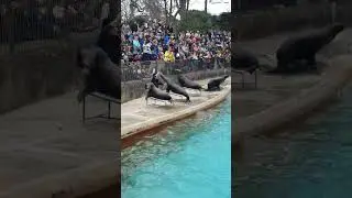 Incredible Swim Skills Of Sealions #shorts #youtubeshorts #shortsvideo
