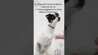 &ldquo;Dog & Human Relationship in One Line 🐶💞 #Shorts&rdquo;#savedogs