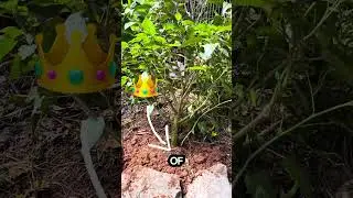 How to plant in clay soil &mdash; the best advice I&rsquo;ve ever gotten #garden