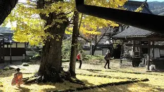 照蓮寺　11月のBGM　2025