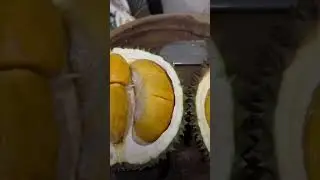 durian tupai king #durian #durianpremium
