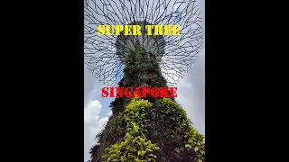 Super tree Singapore, Asia