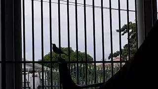 Dating Call..!!🐦
