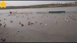 Indian ranner duck farming in Bongaigaon