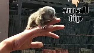 First day of training murmoset monkey.