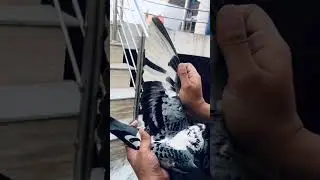 #petsanimal #pigeonpigeon #birdlovers #keşfet #viral