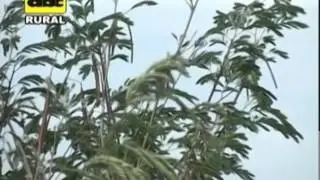 Leucaena en  la alimentación  bovina