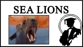 Морской лев забавный
