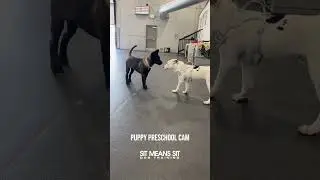 Puppy Preschool Cam | Sit Means Sit Dog Training Orange County