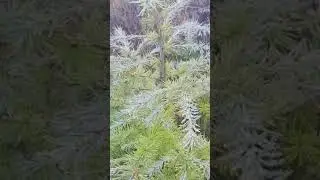 EPISODE 2| FROZEN PINE TREE