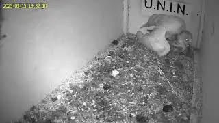 Sirio delivers 4 preys to Astra - 5th EGG -  |MCBI Project UNIN-Univeristy of Nature