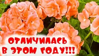 ОНИ ВЫДЕРЖАЛИ ВСЕ НЕВЗГОДЫ! Цветы, которые обязательно буду выращивать!