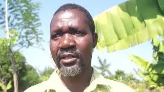 USE OF GLICIDIA TREE AS SUBSTITUTE OF FERTILIZER SAMPLE