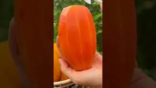 Very sweet tasty and juicy fruits #fruit #fruits #fruitcutting #shorts #food #nature #foryou