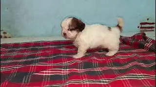 Shitzu puppies available fr sale in Chennai CT9940657309 #Shitzu ##toybreeds #toys #cute #furry #pet
