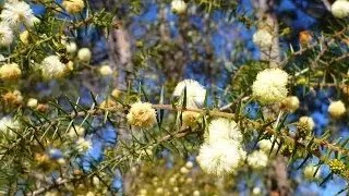 Angus's Plants for Aussie Birds - Acacia ulicifolia