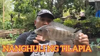 CATCHING TILAPIA | BACKYARD FISH POND #fishing #tilapia 