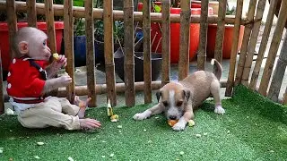 Adorable monkey Aroy help daddy take care puppy dog eating