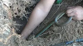 Catch snakes hiding in a cave Survival in the Tropical Rainforest, Ep 24