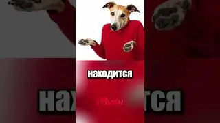 Собачьи гонки