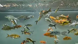 Feeding Optimum small pellets to Japanese koi,Gold,Oranda,Pleco,silver & redtail in 481 ltr aquarium