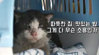 늙고 병든 길고양이 입양 2주 후 느낀 점... 너에게 정말 필요한 건 안락한 집이 아니었구나...