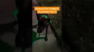 Amazon Pet Gadgets You Need: Part 2