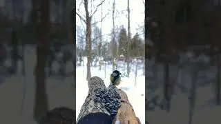 Feeding birds in winter #natura #wildlife #birdlovers