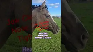 ✨ Реакция замирания Тилли: когда многократное нажатие на спусковой крючок перегружает нервную сис...