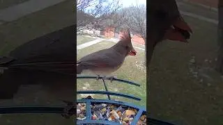 Northern Cardinal vs Motorcycle!