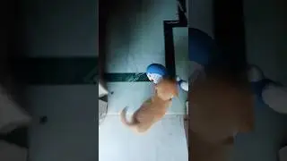 chotu sheru 🐶