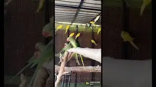 Biggest bird farm in pakistan Faislabad #trendingshorts #viral