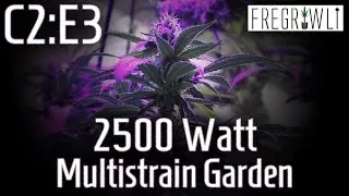 C2:E3 - SCROG+Christmas Cookies+Cyco Silica