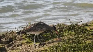 Ma&ccedil;arico-galego | Whimbrel (Numenius phaeopus)