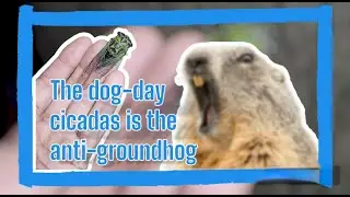 The dog-day cicadas  is the anti-groundhog