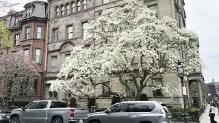 Spring in Boston (April 2025)