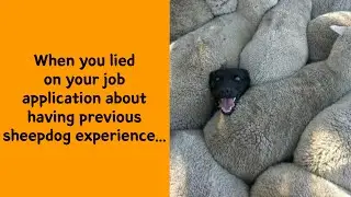 If You’re Feeling Heavy Today, Here Are 50 Adorable And Lighthearted Animal Memes