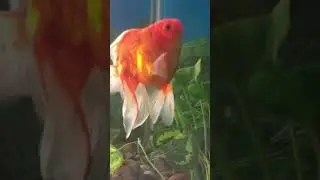 My beautiful Ryukin goldfish growing pretty fast #goldfish #ryukin #ryukingoldfish #fancyfish