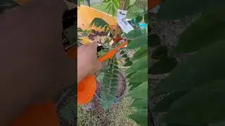 Handy Plant Tying Tool