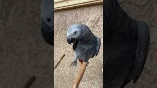 Kung fu 🥋 Parrot 🦜 #cockatiel #africangreyparrots #africangrey #talkingparrot #africangreys#shorts
