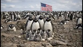 🐧Baby Penguins Born Today! Most Adorable Wildlife Moment Ever Penguin New Babies  Growth Journey🥚💛